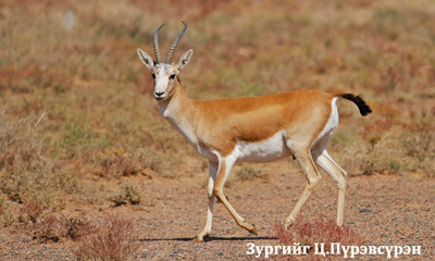 Хар сүүлт зээр (Gazella subgutturosa Guldenstaedt, 1780)